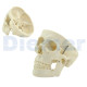 Classic Anatomical Skull